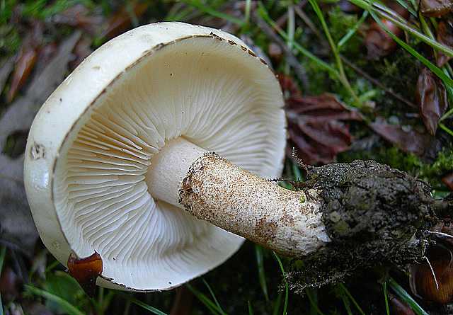 Funghi cittadini